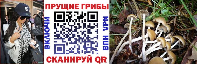 Галлюциногенные грибы Cubensis  Южноуральск 